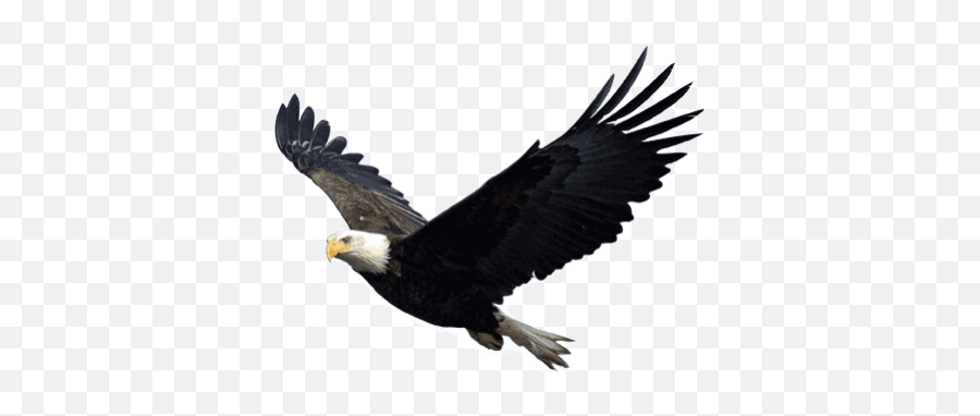 Search For - Dlpngcom Eagle Flying Transparent Background Emoji,Bald Eagle Emoji