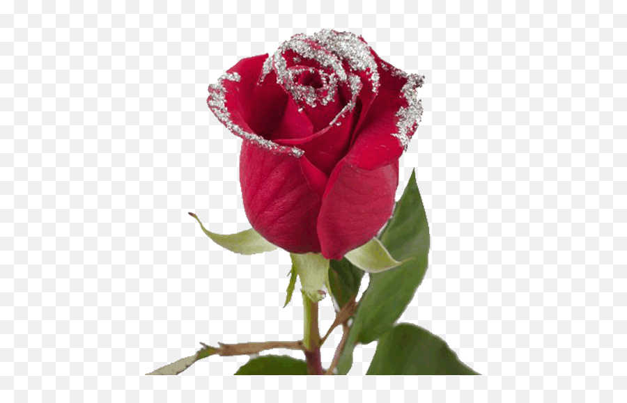 Flower Wallpapers Colorful Roses 4k - Beautiful Red Rose Glitter Emoji,Emoji Rose