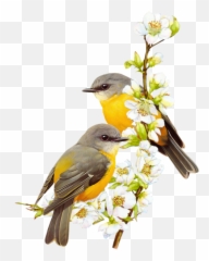 Birds Flowers Spring Branch - Birds Drawing Emoji,Oriole Emoji