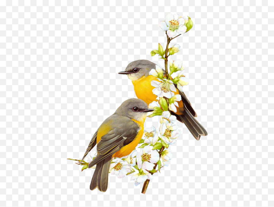 Birds Flowers Spring Branch - Birds Drawing Emoji,Oriole Emoji
