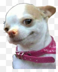 Memes Chihuahua Sticker - Chihuahua Dog Meme Template Emoji,Chihuahua Emoji