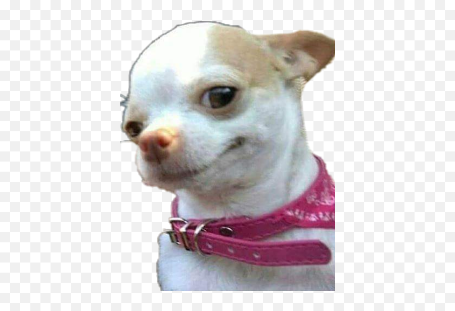 Memes Chihuahua Sticker - Chihuahua Dog Meme Template Emoji,Chihuahua Emoji