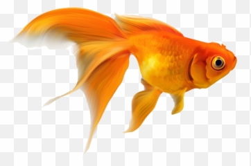 Goldfish Fish Fishes Sticker Emoji,Goldfish Emoji