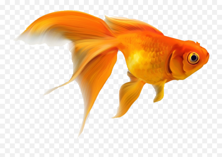 Goldfish Fish Fishes Sticker Emoji,Goldfish Emoji