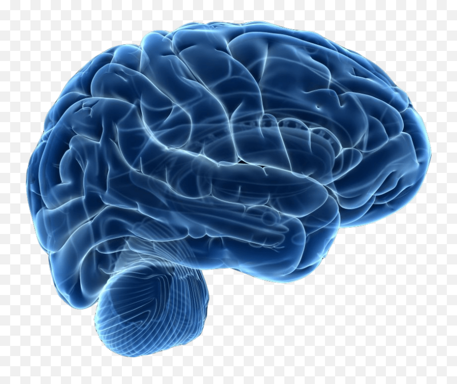Neurology Human Brain - Free 3d Brain Png Emoji,Brain Emoji Png