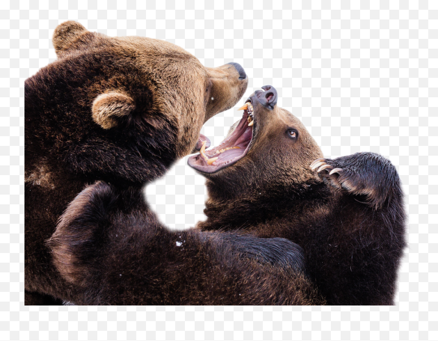 Fear Bear Fur Furry Bears Fight Fighting Bearsfighting - Bear Teeth Emoji,Fighting Emoji