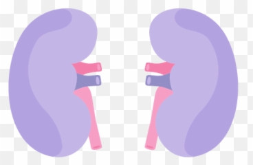 Kidney Vector Transparent Png Clipart - Kidney Png Clipart Emoji,Kidney Emoji