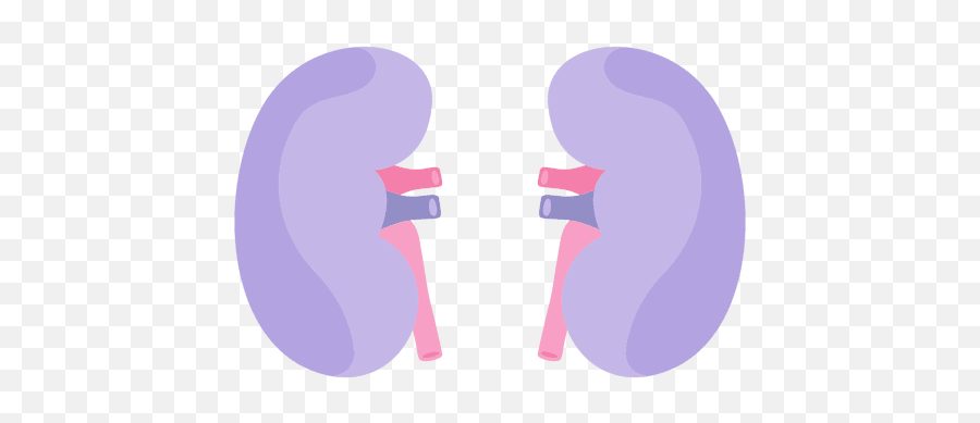 Kidney Vector Transparent Png Clipart - Kidney Png Clipart Emoji,Kidney Emoji