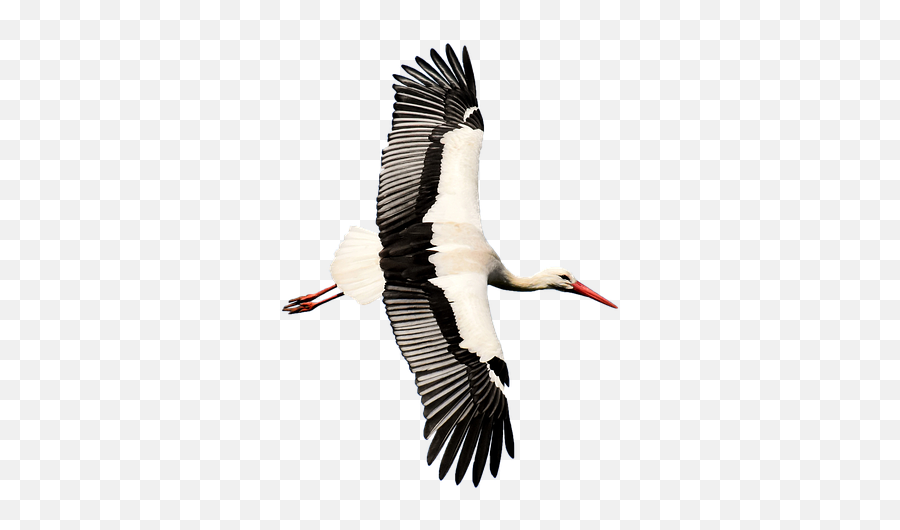 Isolated - White Stork Png Emoji,Stork Emoji