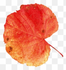 Autumn Leaf Leaves Frame Sticker - Plant Pathology Emoji