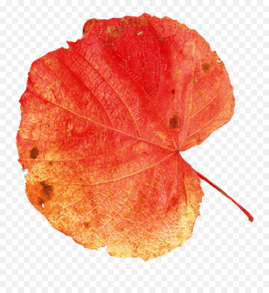 Autumn Leaf Leaves Frame Sticker - Plant Pathology Emoji,Fall Leaf Emoji