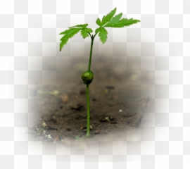 Many Thanks To The Person Who Shared The Original Fte - Macro Photography Emoji,Seedling Emoji