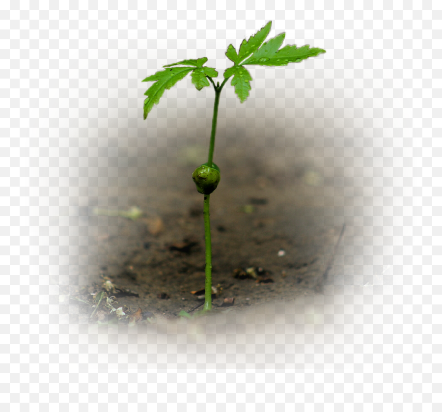 Many Thanks To The Person Who Shared The Original Fte - Macro Photography Emoji,Seedling Emoji