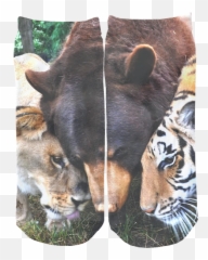 httpstribesockscom daily httpstribesockscomproductsblt - Lion Tiger Bear Friends Emoji