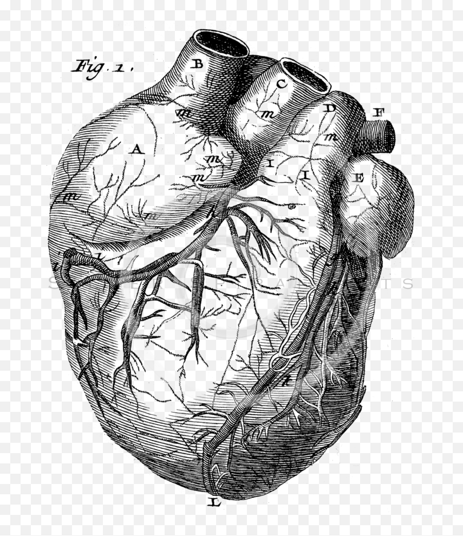 Eye Drawing Png - Heart Anatomical Drawing Vintage Old Heart Medical Drawing Png Emoji,How To Draw Heart Eye Emoji