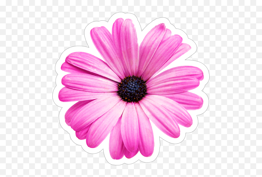 Purple Daisy Flower - Flor Margaritas Violeta Fondo Blanco Emoji,Car Grandma Flower Emoji
