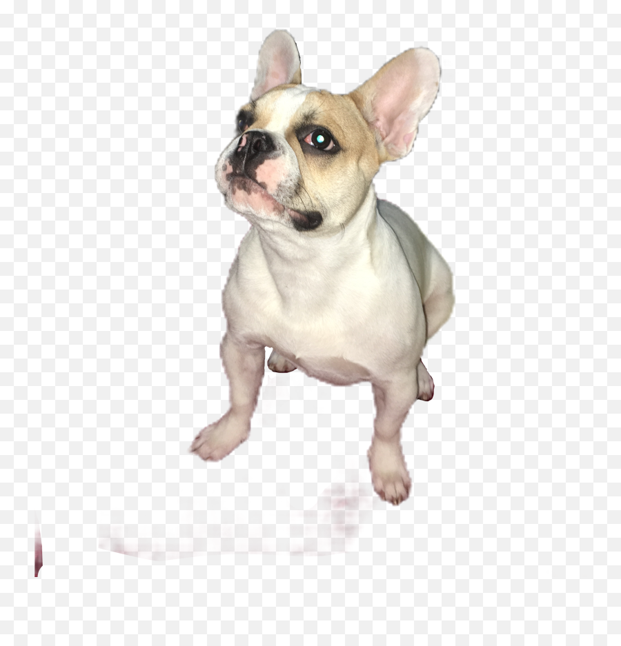 French Bulldog Coco Freetoedit - Toy Bulldog Emoji,French Bulldog Emoji