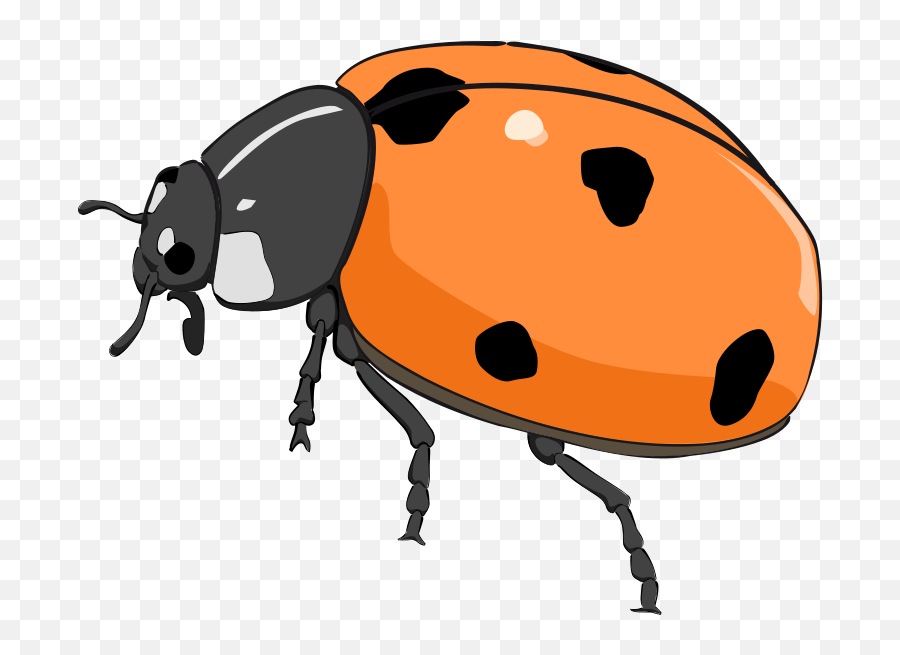 Free Cat And Dog Clipart Download Free - Orange Ladybugs Clipart Emoji,Zzz Ant Ladybug Ant Emoji