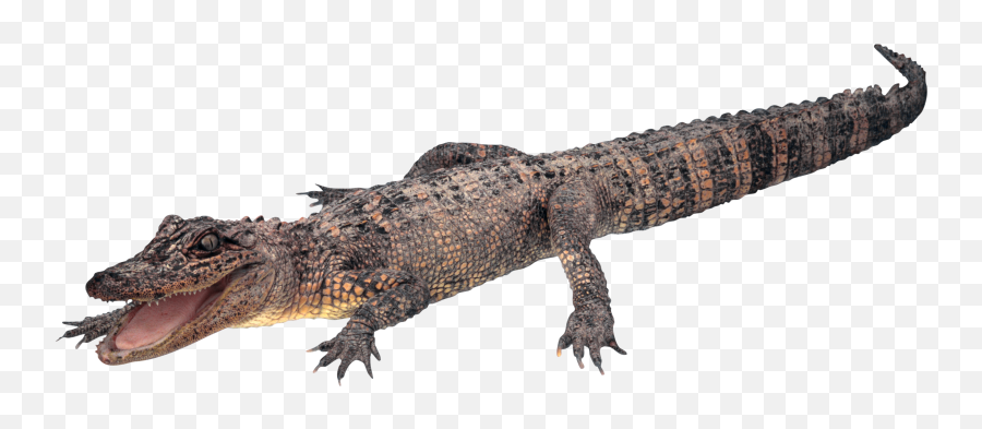 Gator Png Free Free Gator - Gator Transparent Background Emoji,Gator Emoji