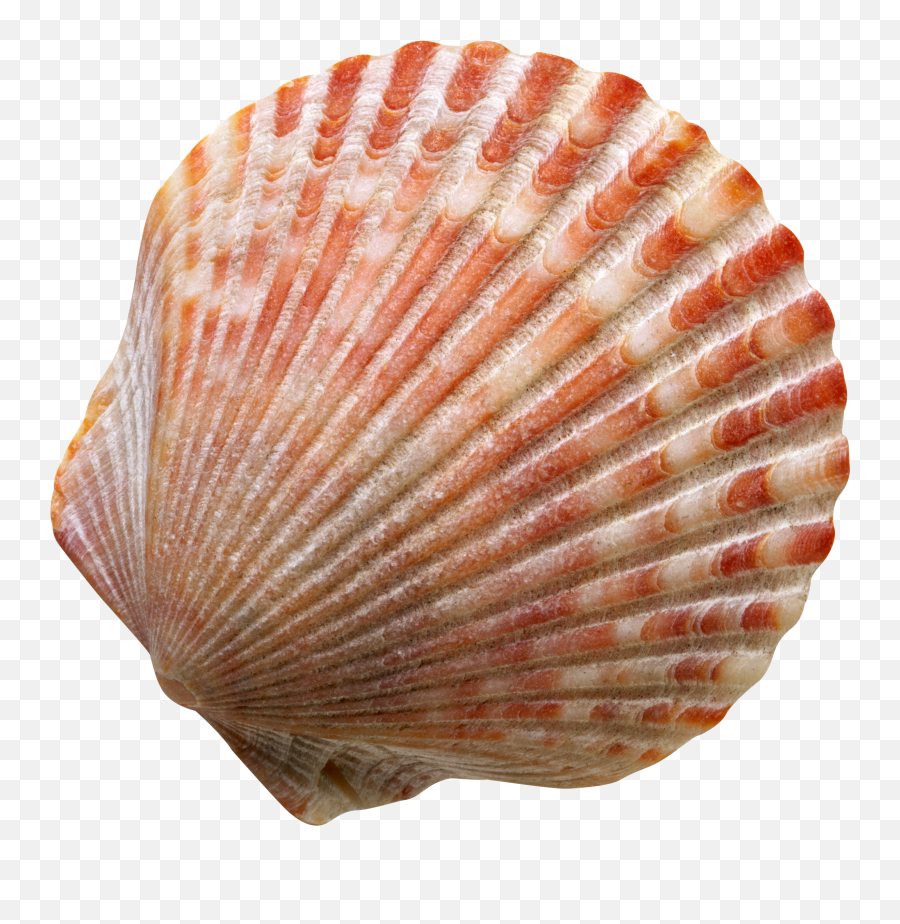 Seashells - Sea Shell No Background Emoji,Seashell Emoji