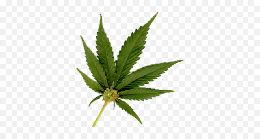 Marijuana Leaf Small Png - Legalizing Marijuana Emoji,Marijuana Emoji