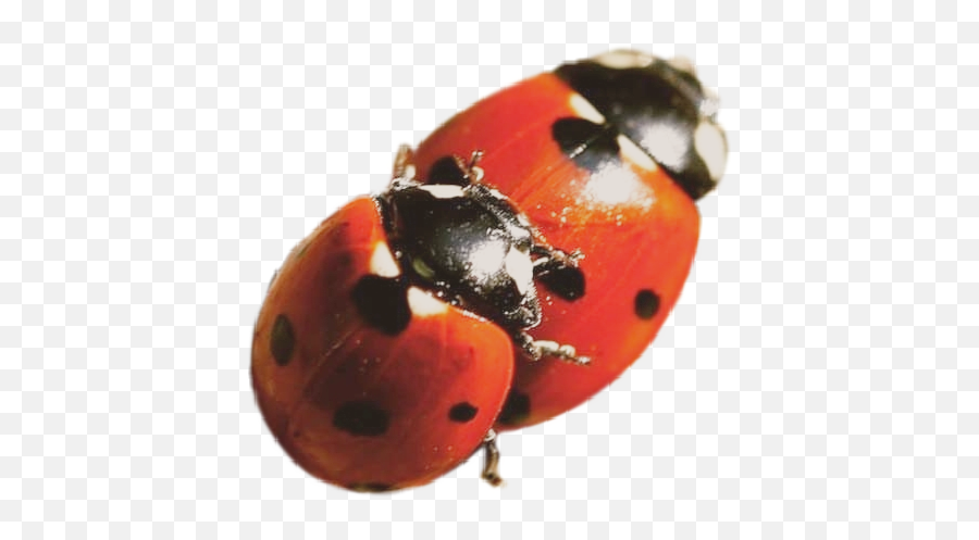 And Trending Biology Stickers - Ladybug Emoji,Zzz Ant Ladybug Ant Emoji