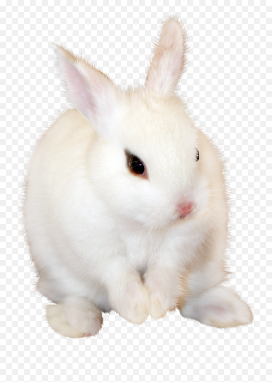 Mq White Rabbit Animal - Domestic Rabbit Emoji,White Rabbit Emoji