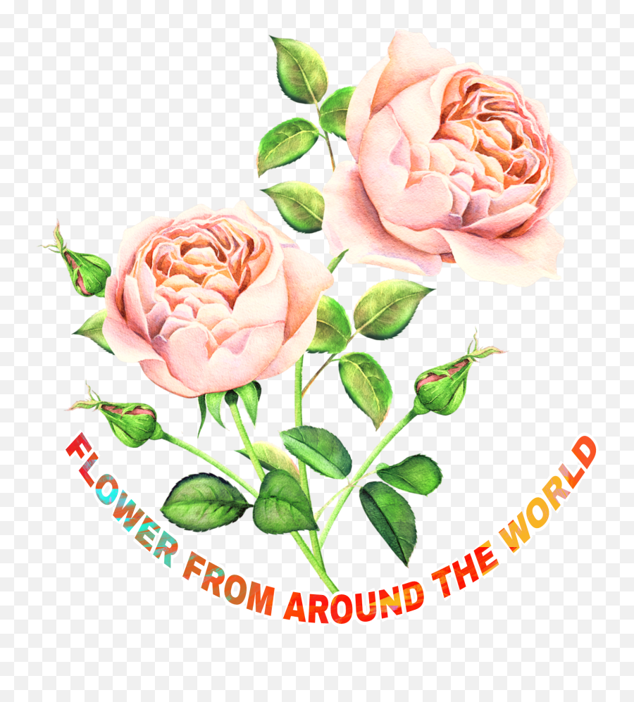 Flower Worldbeauty Rose Pink Pinkrose Rosespink Roselea - Hybrid Tea Rose Emoji,Flower Emoji Facebook