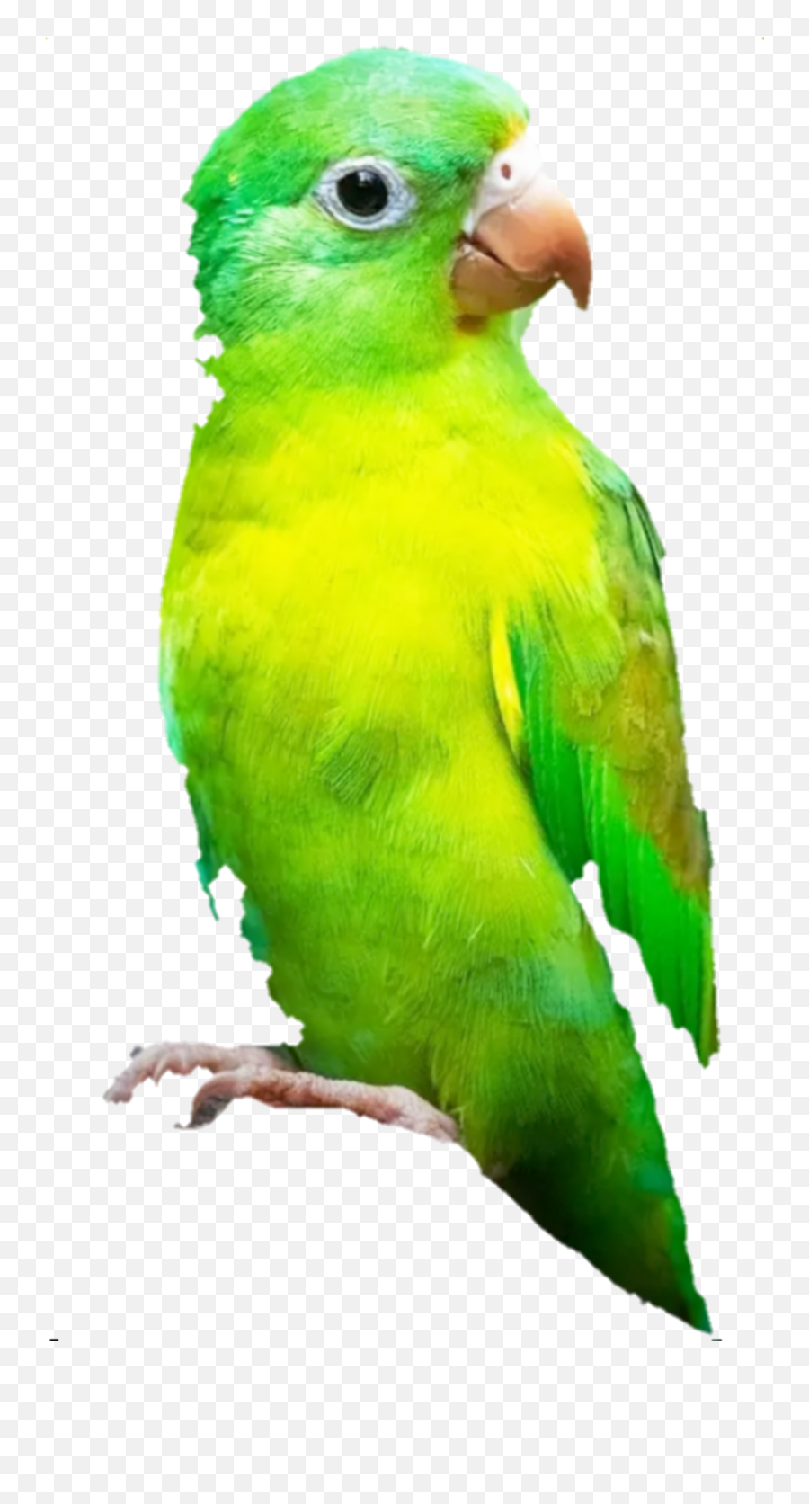 Bird Parrot Green Sticker By Mmcezanne6 - Budgerigar Emoji,Parrot Emoji