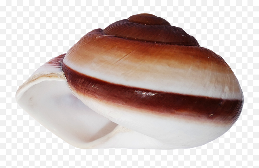Sea Ocean Shell Png Image - Lovely Emoji,Seashell Emoji