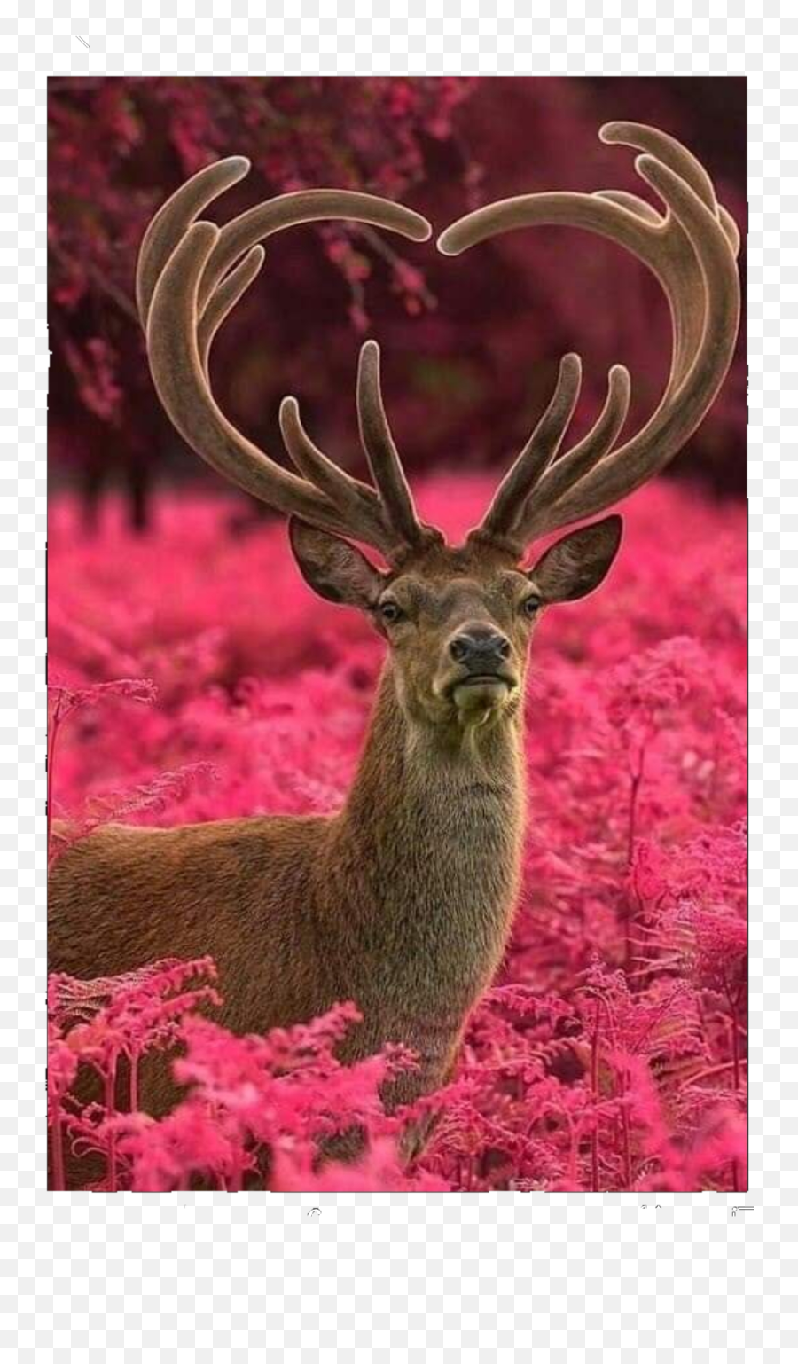 Deer Redcolor Sticker By Roniahamodi Emoji,Whitetail Deer Emoji