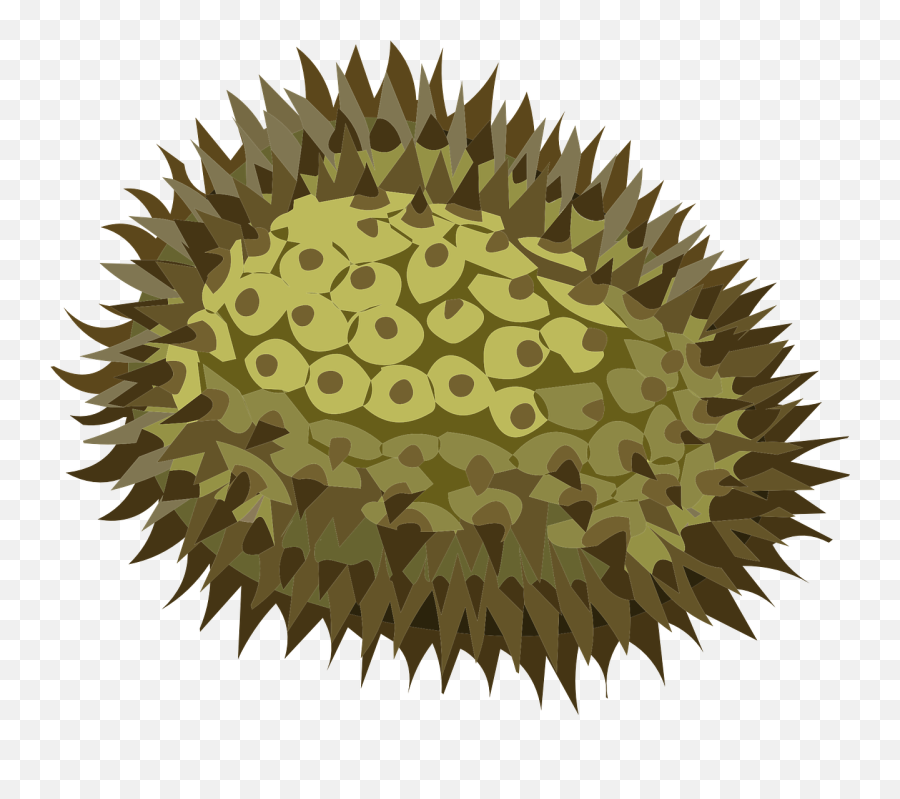 Jackfruit Durian Fruit Tropical Green - Durian Clipart Png Emoji,Spoon Emoji