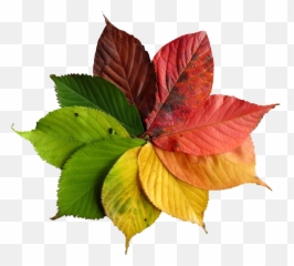 Fall Autumn Leaves Nature Turning Color - Leaf Transition Emoji,Autumn Leaves Emoji