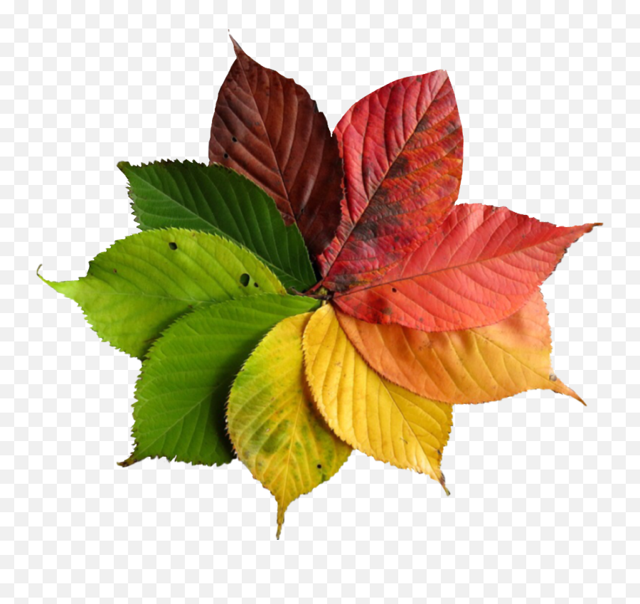 Fall Autumn Leaves Nature Turning Color - Leaf Transition Emoji,Autumn Leaves Emoji