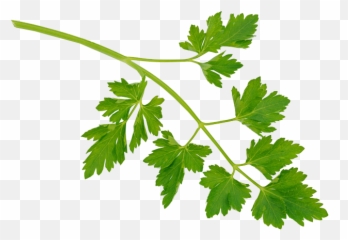 Parsley - Sprig Of Parsley Emoji,Celery Emoji