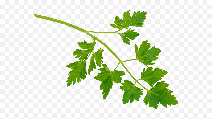 Parsley - Sprig Of Parsley Emoji,Celery Emoji