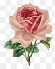 Transparent Floral - Clipart Vintage Rose Emoji,Flower Emoji Tumblr