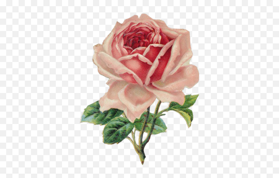 Transparent Floral - Clipart Vintage Rose Emoji,Flower Emoji Tumblr