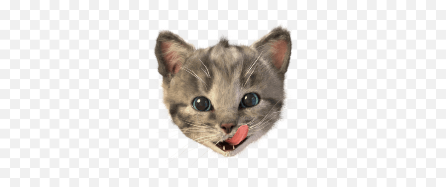 Little Kitten Stickers By Fox And Sheep Gmbh - Domestic Cat Emoji,Sheep Emoji