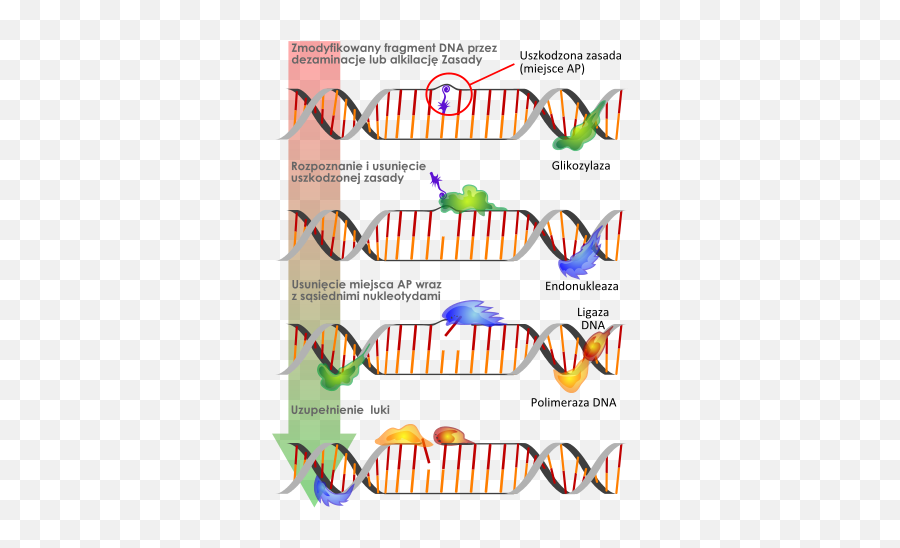 Dna Repair Base Excersion Pl - Simple Base Excision Repair Emoji,Pom Pom Emoji