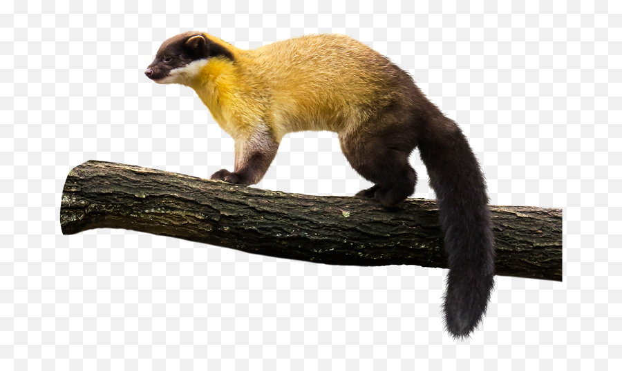 Download Yellow Throated Marten Png - Yellow Throated Marten Png Emoji,Weasel Emoji