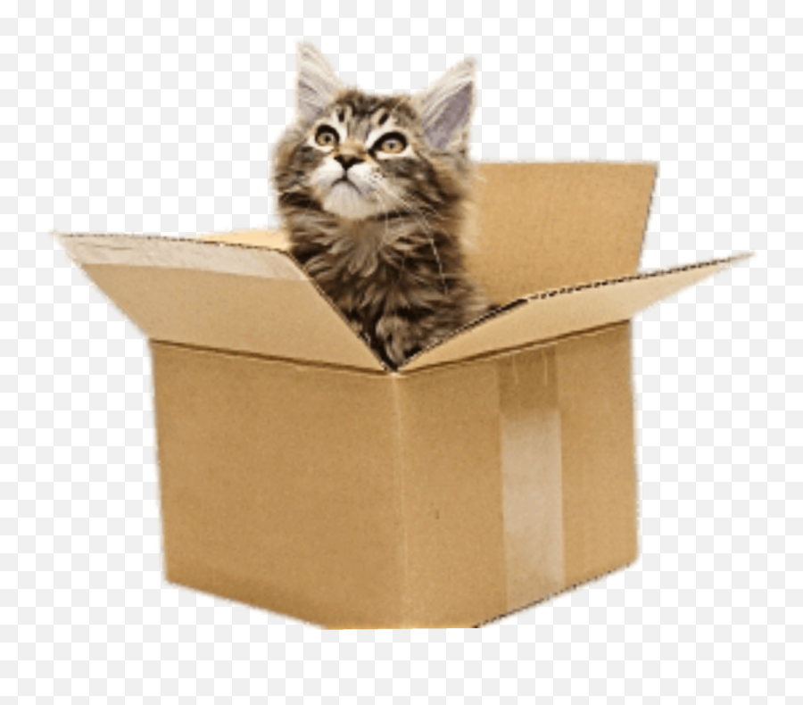 Catstickers Kitten Box Catinthebox - Cat With Moving Boxes Emoji,Cardboard Box Emoji