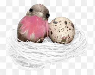 Bird Nest Egg Freetoedit - Emoji