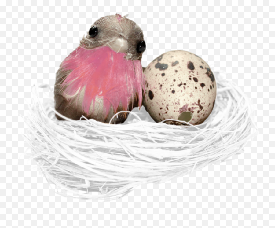 Bird Nest Egg Freetoedit - Bird Nest Emoji,Bird Nest Emoji