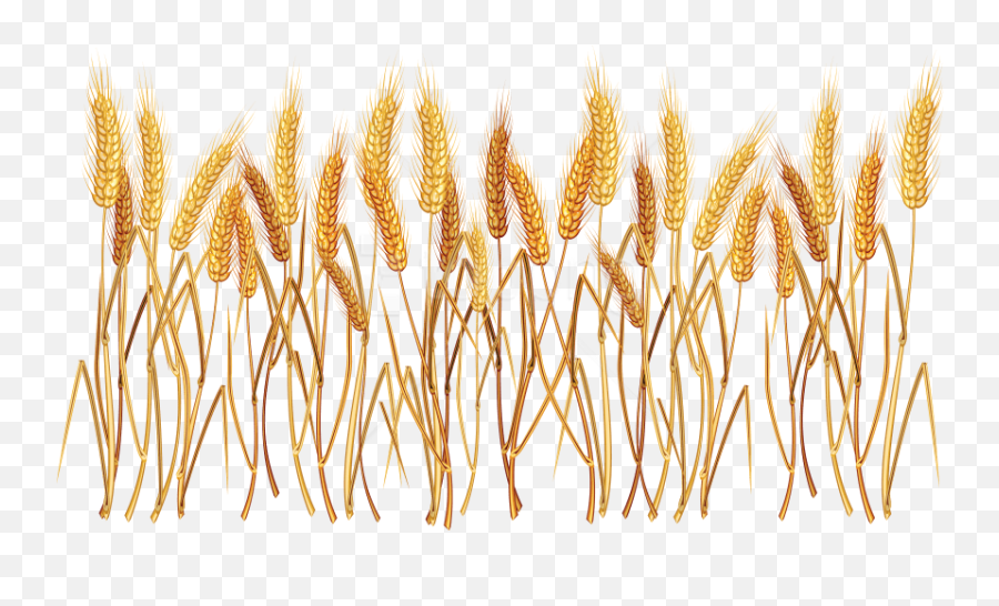 Free Png Wheat Png Images Transparent - Transparent Background Wheat Field Png Emoji,Wheat Emoji