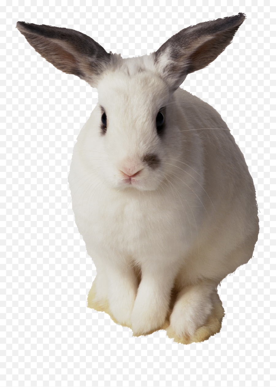 White Rabbit Png Image - Rabbit Transparent Background Emoji,White Rabbit Emoji