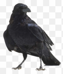 American Crow Bird Anatomy Raven - Transparent Background Raven Png Emoji,Raven Bird Emoji