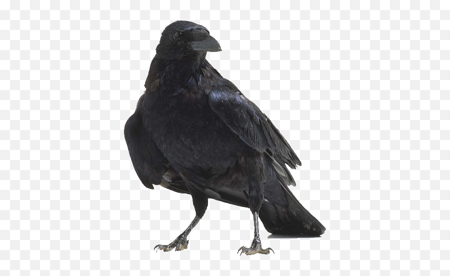 American Crow Bird Anatomy Raven - Transparent Background Raven Png Emoji,Raven Bird Emoji