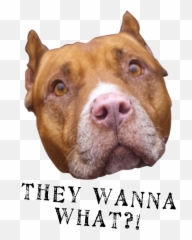 Download Hd They Wanna What2 - Collar Emoji
