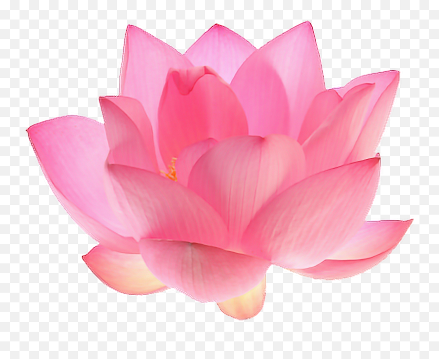 Free Transparent Flower Gif Tumblr Download Free Clip Art - Aesthetic Flower Png Transparent Emoji,Pink Flower Emoji